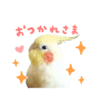 オカメインコのふくちゃんスタンプ2（個別スタンプ：1）