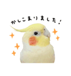 オカメインコのふくちゃんスタンプ2（個別スタンプ：2）
