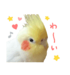 オカメインコのふくちゃんスタンプ2（個別スタンプ：3）