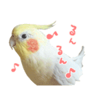 オカメインコのふくちゃんスタンプ2（個別スタンプ：4）