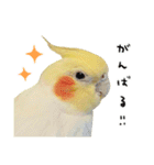 オカメインコのふくちゃんスタンプ2（個別スタンプ：5）