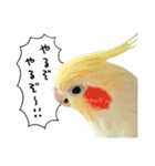 オカメインコのふくちゃんスタンプ2（個別スタンプ：6）