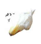 オカメインコのふくちゃんスタンプ2（個別スタンプ：7）