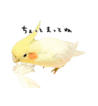 オカメインコのふくちゃんスタンプ2（個別スタンプ：8）