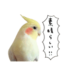オカメインコのふくちゃんスタンプ2（個別スタンプ：9）