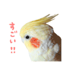 オカメインコのふくちゃんスタンプ2（個別スタンプ：10）