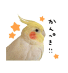 オカメインコのふくちゃんスタンプ2（個別スタンプ：11）