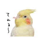 オカメインコのふくちゃんスタンプ2（個別スタンプ：12）