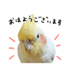オカメインコのふくちゃんスタンプ2（個別スタンプ：13）