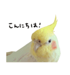 オカメインコのふくちゃんスタンプ2（個別スタンプ：14）