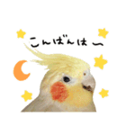 オカメインコのふくちゃんスタンプ2（個別スタンプ：15）