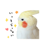オカメインコのふくちゃんスタンプ2（個別スタンプ：16）