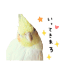 オカメインコのふくちゃんスタンプ2（個別スタンプ：17）