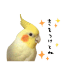 オカメインコのふくちゃんスタンプ2（個別スタンプ：18）