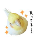 オカメインコのふくちゃんスタンプ2（個別スタンプ：19）
