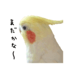 オカメインコのふくちゃんスタンプ2（個別スタンプ：20）