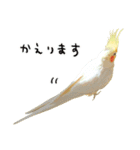 オカメインコのふくちゃんスタンプ2（個別スタンプ：21）