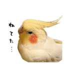 オカメインコのふくちゃんスタンプ2（個別スタンプ：22）