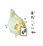 オカメインコのふくちゃんスタンプ2（個別スタンプ：24）