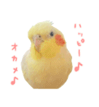 オカメインコのふくちゃんスタンプ2（個別スタンプ：25）