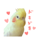 オカメインコのふくちゃんスタンプ2（個別スタンプ：26）