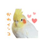 オカメインコのふくちゃんスタンプ2（個別スタンプ：27）