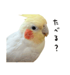 オカメインコのふくちゃんスタンプ2（個別スタンプ：29）
