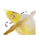 オカメインコのふくちゃんスタンプ2（個別スタンプ：30）