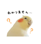 オカメインコのふくちゃんスタンプ2（個別スタンプ：31）