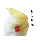 オカメインコのふくちゃんスタンプ2（個別スタンプ：32）