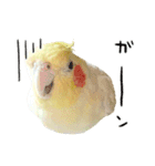 オカメインコのふくちゃんスタンプ2（個別スタンプ：33）