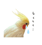 オカメインコのふくちゃんスタンプ2（個別スタンプ：35）