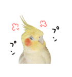 オカメインコのふくちゃんスタンプ2（個別スタンプ：36）