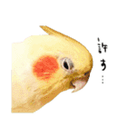 オカメインコのふくちゃんスタンプ2（個別スタンプ：37）