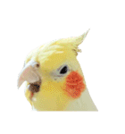 オカメインコのふくちゃんスタンプ2（個別スタンプ：38）
