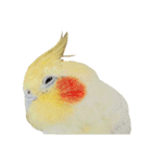 オカメインコのふくちゃんスタンプ2（個別スタンプ：39）