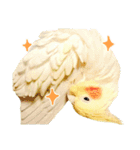 オカメインコのふくちゃんスタンプ2（個別スタンプ：40）
