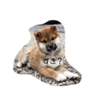 柴犬まるこ（個別スタンプ：1）