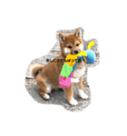 柴犬まるこ（個別スタンプ：3）