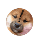 柴犬まるこ（個別スタンプ：7）