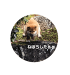 柴犬まるこ（個別スタンプ：8）