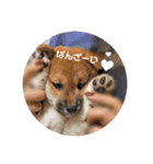 柴犬まるこ（個別スタンプ：9）