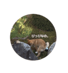 柴犬まるこ（個別スタンプ：11）
