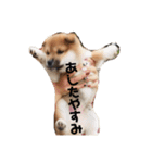 柴犬まるこ（個別スタンプ：12）