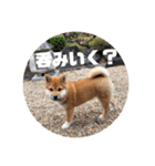 柴犬まるこ（個別スタンプ：13）