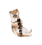 柴犬まるこ（個別スタンプ：14）