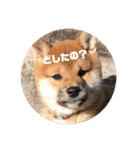 柴犬まるこ（個別スタンプ：15）