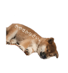 柴犬まるこ（個別スタンプ：16）