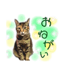 あたいの家族2（個別スタンプ：1）