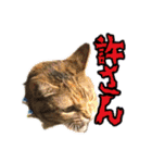 あたいの家族2（個別スタンプ：6）